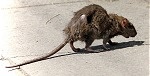 Norway Rat