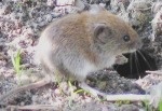 Voles