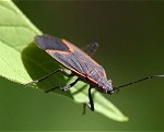 Box Elder Bugs