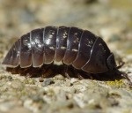 Pillbugs/ Sowbugs, Earwigs, Millipedes, Centipedes, Snails/ Slugs, Crickets