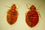 Bed Bugs