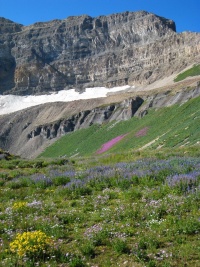 Flies in Utah